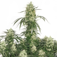 Dutch Passion The Ultimate 10 Seeds  