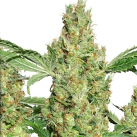 Dutch Passion Power Plant 10 Seeds 