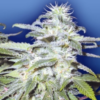 AFGHANICA Flying Dutchmen - 10 semi