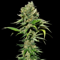 Eva Seeds - Excalibur 3 fem