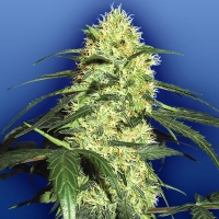 Dutch Delight Femmizzata - Flying Dutchmen - 5 semi