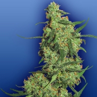 Nepal Kush Femminizzata - Flying Dutchmen - 5 semi