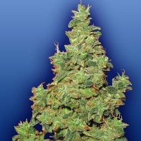 Voyager Femminizzata - Flying Dutchmen - 5 semi