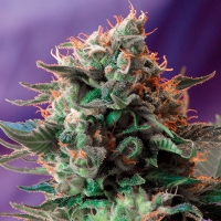 Sweet Seeds - Jack 47 F1 - 25 Fem