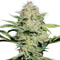 Sensi Seeds - Auto Sensi Skunk - 5 Fem