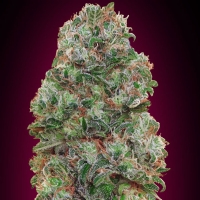 Bubble Gum 5 - Femminizzata - 00 Seeds Bank
