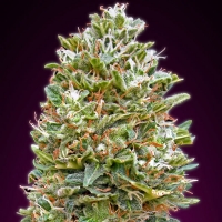00 Seeds - Auto Bubble Gum - 3 Auto