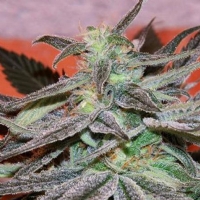 Cannabiogen - Panama DC - 3 Fem