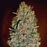 00 Seeds - Auto Chocolate Skunk - 3 Auto