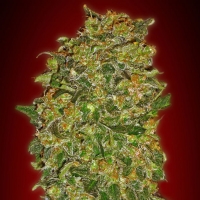 00 Seeds - Chocolate Kush - 3 Fem