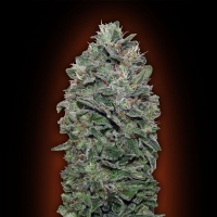 00 Seeds - Sweet Soma 5 fem