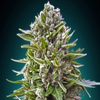 00 Seeds - Auto Northern Lights - 3 Auto
