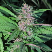 Cannabiogen - Pakistan Chitral Kush - 3 Fem