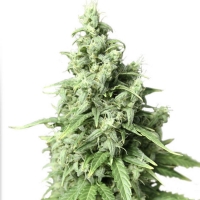 Dutch Passion - Auto Durban Poison 7 semi