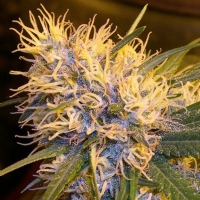 DNA Genetics - super cannalope - regular 6
