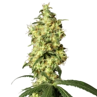 White Label - White Widow Automatic 3