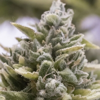 Humboldt Seed Organization - Auto OG Kush - 10 Auto