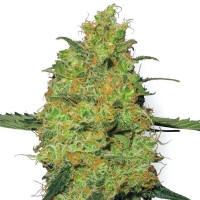 White Label - Master Kush 3 fem