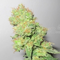 Medical Seeds - Y Griega CBD - 3 Fem