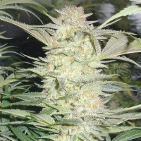 Medical Seeds - White Widow - 3 Fem