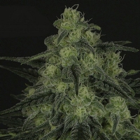 Ripper Seeds - Criminal + - 1 fem