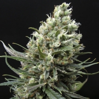 Ripper Seeds - Ripper Haze - 3 fem