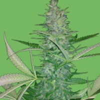 Seeds of Life - Auto Big Low - 1 Auto