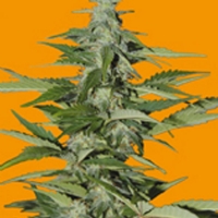 Seeds of Life - Auto Hindiana - 1 Auto