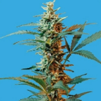 Seeds of Life - Auto Nordika - 1 Auto