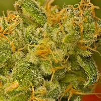 Nirvana Seeds - Kaya Gold 10 Fem