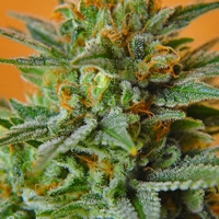 Nirvana Seeds - Papaya - 10 Fem