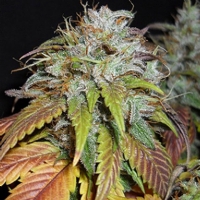 Nirvana Seeds - Swiss Cheese - 5 fem