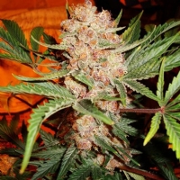 Nirvana Seeds - Auto Bubblelicious 5