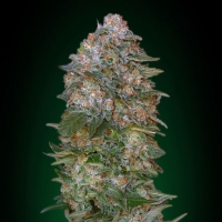 Advanced Seeds - Critical Soma - 1 Fem