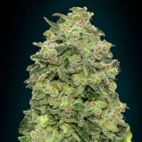 Advanced Seeds - Auto Afghan Skunk - 1 Auto