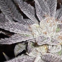 The Cali Connection - La Aiffe - 6 fem