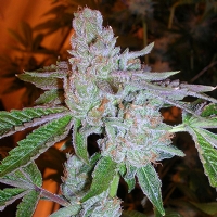 The Cali Connection - Tahoe Og Kush - 6 fem