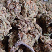 Soma Seeds - Amnesia Haze - 5 Reg.