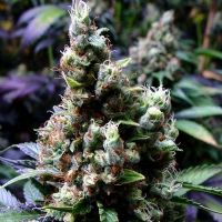 Soma Seeds - New York City Diesel - 5 Femm.