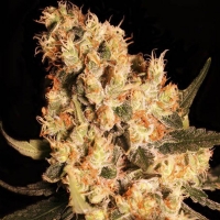 Eva Seeds - Jamaican Dream 3 fem