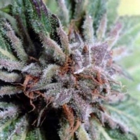 Eva Seeds - Nexus 3 fem
