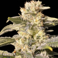 Eva Seeds - TNT Kush 3 fem