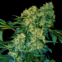 VIP Seeds - Chingis Khan - 3 FEM