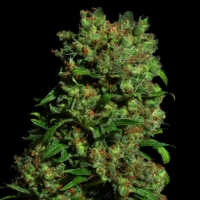 VIP Seeds - Critical Vip - 3 FEM