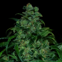 VIP Seeds - Tank - 3 FEM