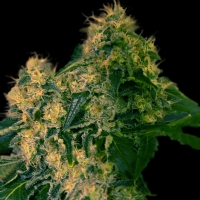  VIP Seeds - Torpedo - 3 FEM