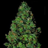 VIP Seeds - Membrana Hyper Auto - 3 fem