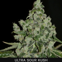 TH Seeds - Ultrasour 2 FEM