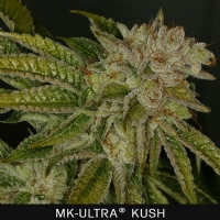 TH Seeds - Mk Ultra - 2 Fem