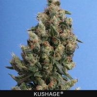 TH Seeds - Kushage 5 FEM